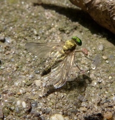 Chrysopilus asiliformis