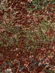 Eriogonum fasciculatum