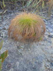 Bulbostylis paradoxa