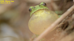 Hyla suweonensis