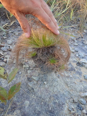 Bulbostylis paradoxa