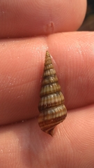 Cerithideopsis