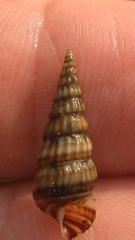 Cerithideopsis