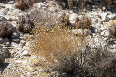 Acamptopappus sphaerocephalus