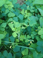 Oxalis stricta