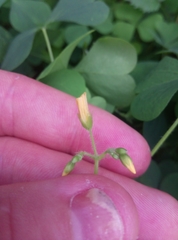 Oxalis stricta