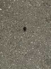 Eleutherodactylus planirostris