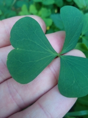 Oxalis stricta