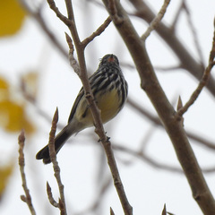 Anairetes flavirostris