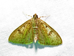 Palpita freemanalis