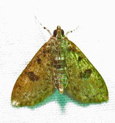 Palpita freemanalis