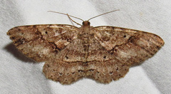 Melanolophia signataria