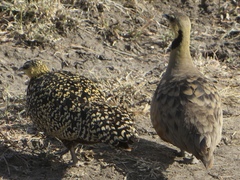 Pterocles gutturalis