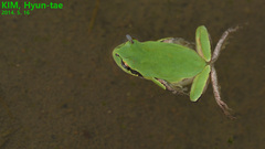 Hyla flaviventris