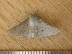 Oenochroma subustaria