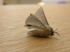 Oenochroma subustaria