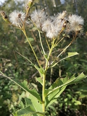 Senecio sarracenicus