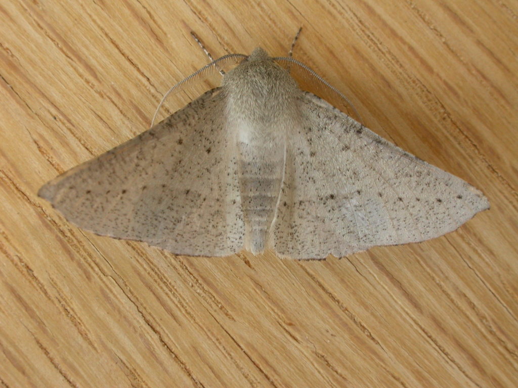 Oenochroma subustaria