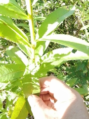 Senecio sarracenicus