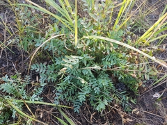 Oxytropis caespitosa