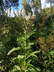 Senecio sarracenicus