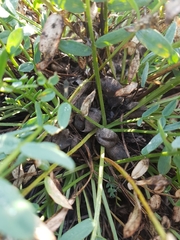 Oxytropis caespitosa