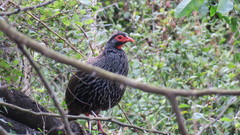 Pternistis afer castaneiventer