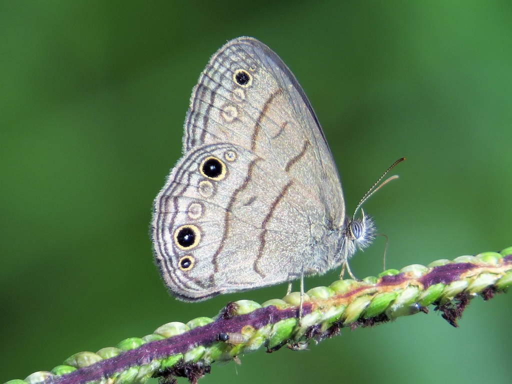 Hermeuptychia