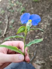 Commelina erecta