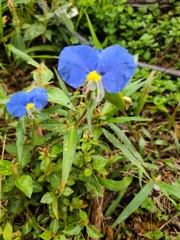 Commelina erecta
