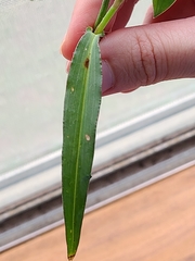 Commelina erecta
