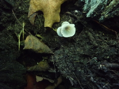 Pluteus americanus
