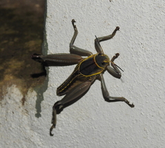 Brachystola behrensii