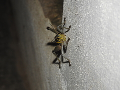 Brachystola behrensii