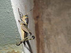 Brachystola behrensii