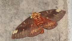 Citheronia beledonon