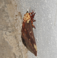 Citheronia beledonon