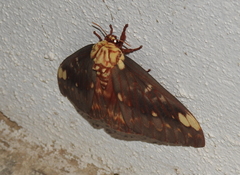 Citheronia beledonon