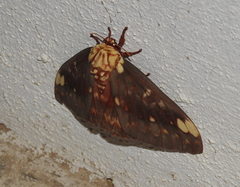 Citheronia beledonon