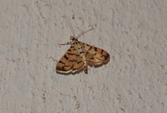 Dichocrocis sabatalis
