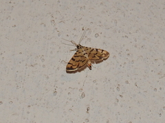 Dichocrocis sabatalis