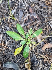 Viola gmeliniana