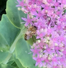 Apis mellifera