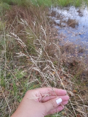Glyceria arundinacea