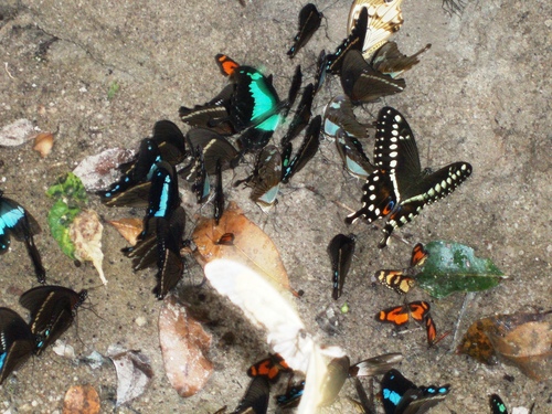 Central Emperor Swallowtail