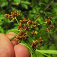 Scirpus hattorianus