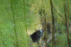 Euploea crameri