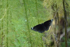Euploea crameri