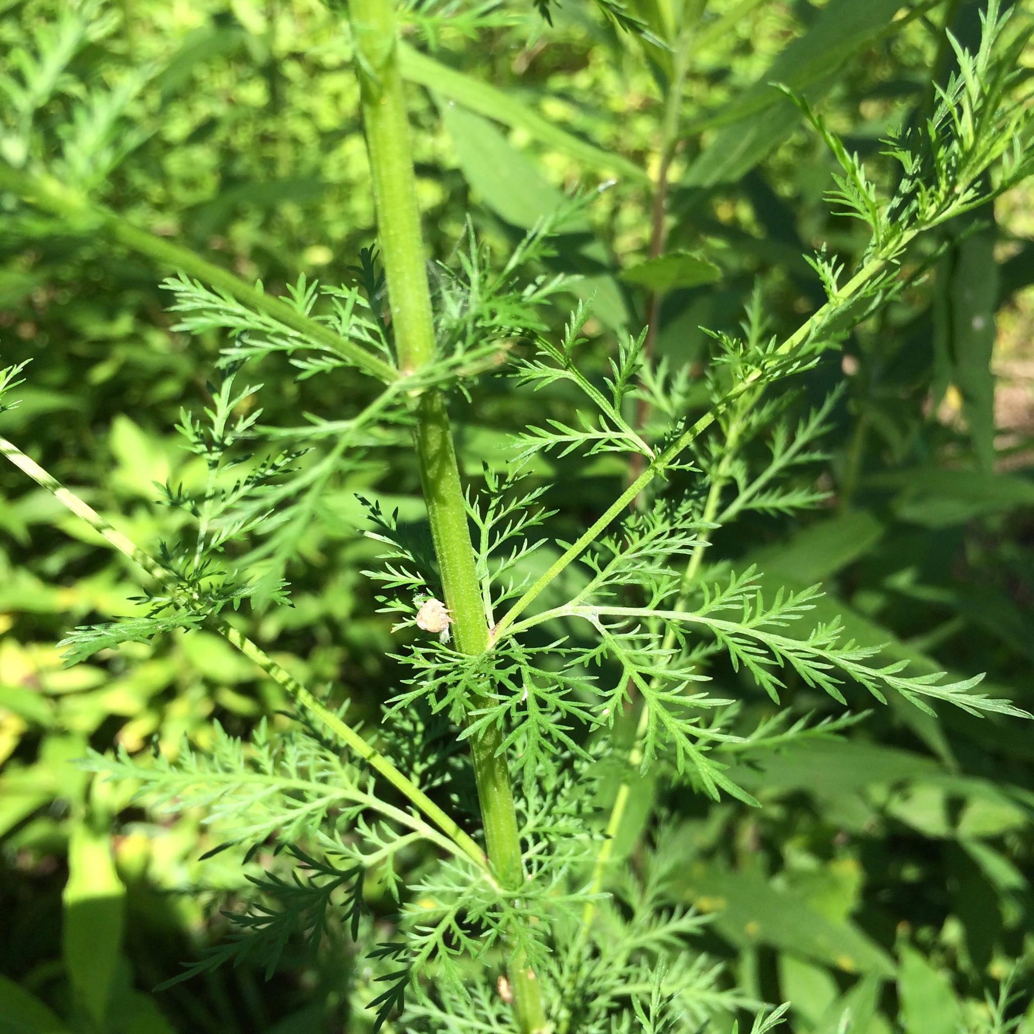 Artemisia annua (Sweet Wormwood) with green leaves and small yellow  flowerheads on stems Stock Photo - Alamy