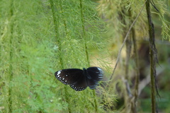 Euploea crameri